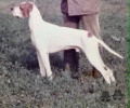 Pedigree ZEFIRO DEI ROSSATO Pedigree ZEFIRO DEI ROSSATO